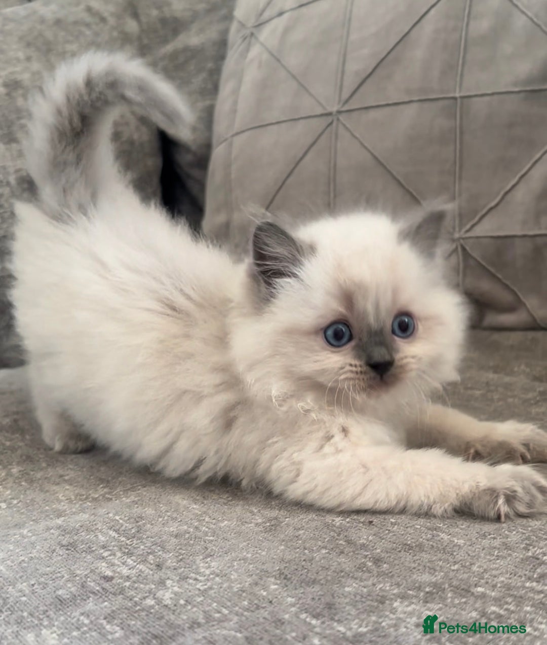 Ragdoll cats for sale: BLUE POINT RAGDOLL KITTENS - Image 26