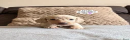 Miniature Dachshund dogs for sale: MINIATURE DACHSHUND PUPPIES🐾 - Advert 18