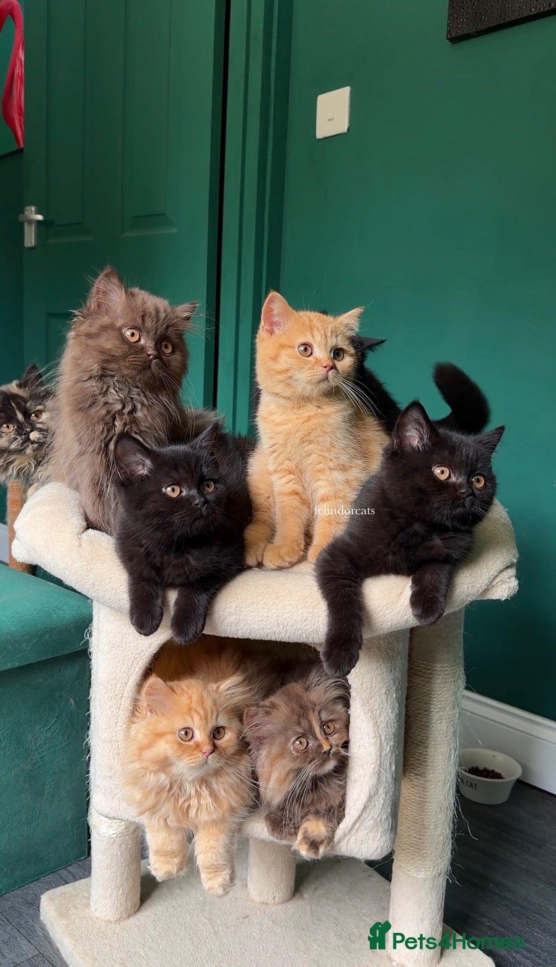 British Longhair cats ✨ Top quality British shorthair and longhair✨ - Advert 7