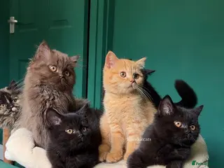 British Longhair cats ✨ Top quality British shorthair and longhair✨ - Advert 7