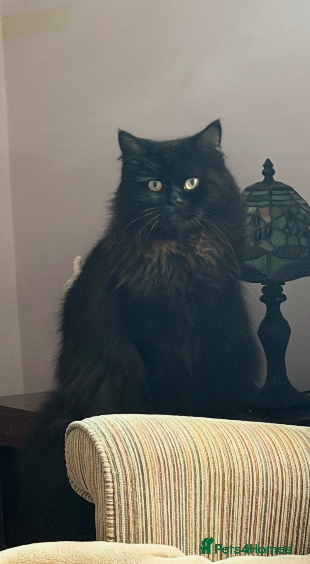 British Longhair cats Stunning Black Long Haired Boy Teddy - Advert 4