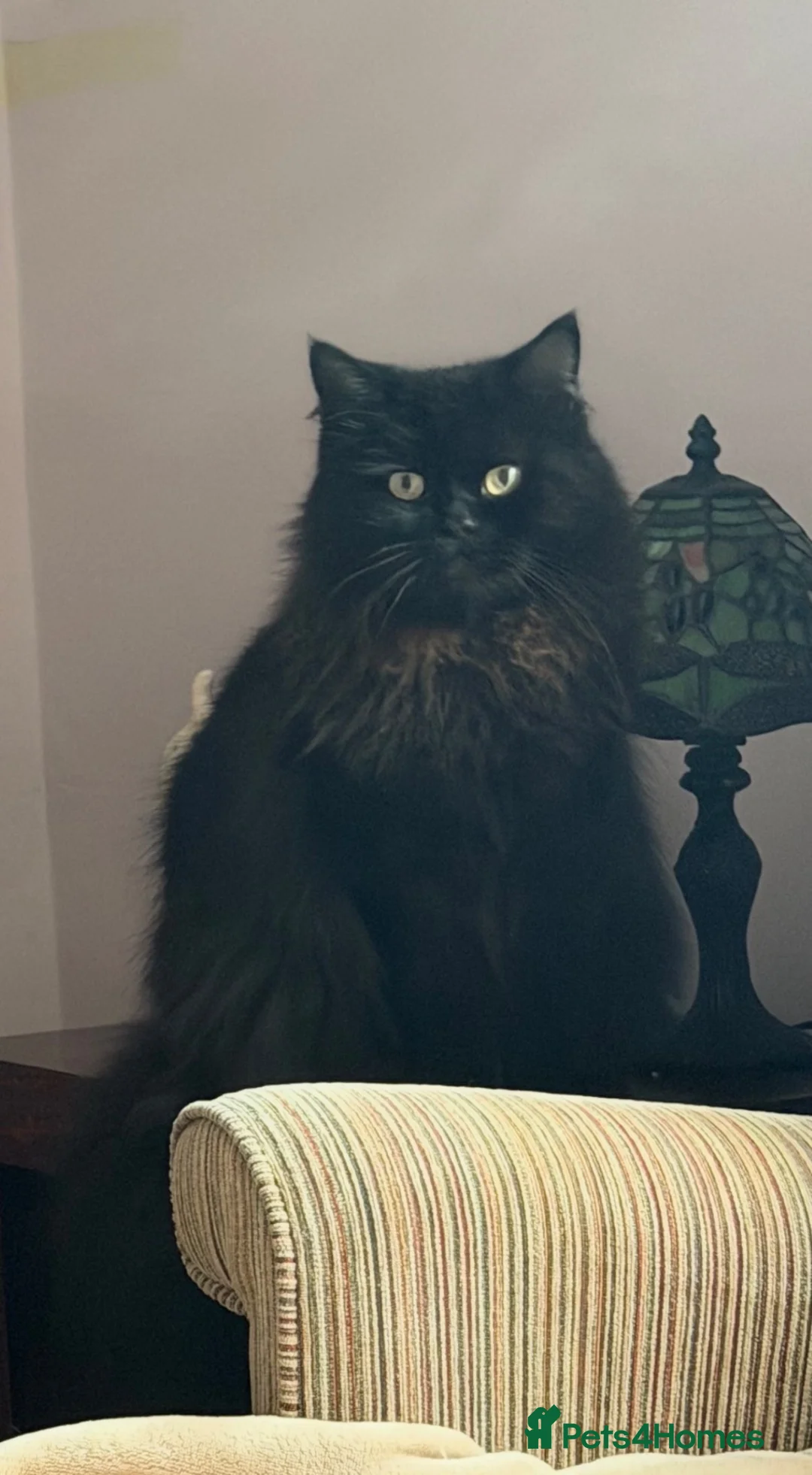 British Longhair cats for sale: Stunning Black Long Haired Boy Teddy - Advert 1