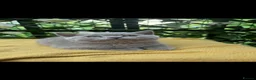 British Shorthair cats for sale: British shorthairs kittens  ready now - Advert 8
