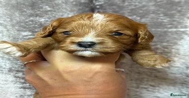 Cavapoo dogs - Advert 1