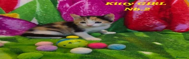 American Shorthair 4