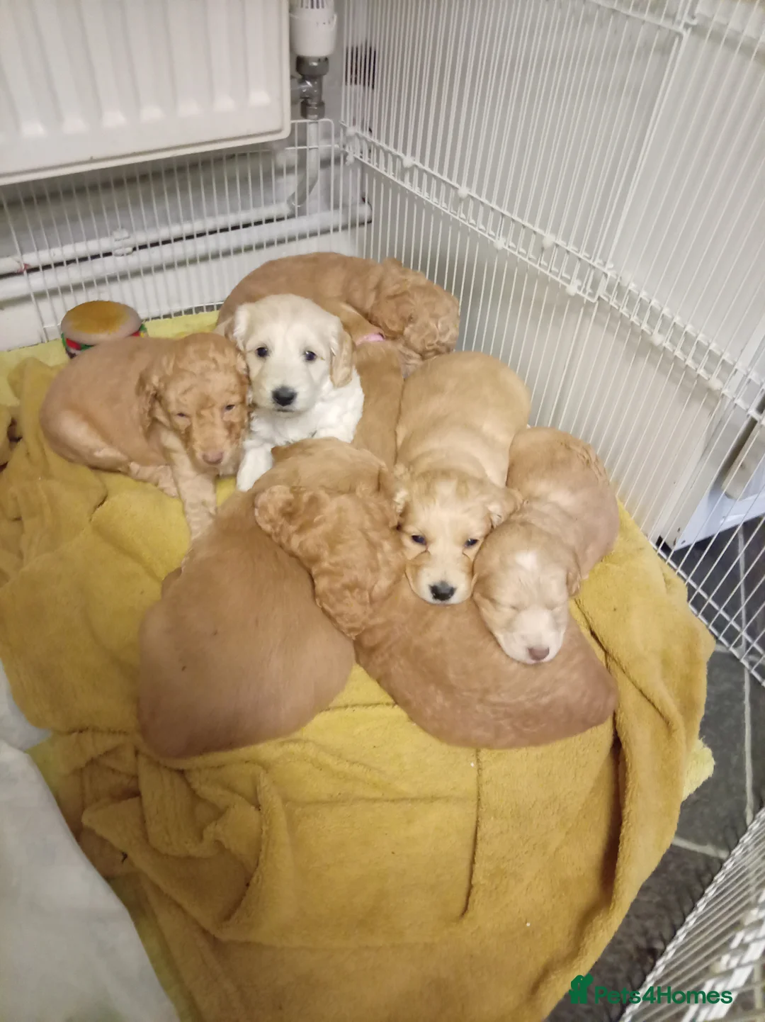 Cockapoo dogs for sale: 8 Beautiful Cockapoo Puppies - Advert 4