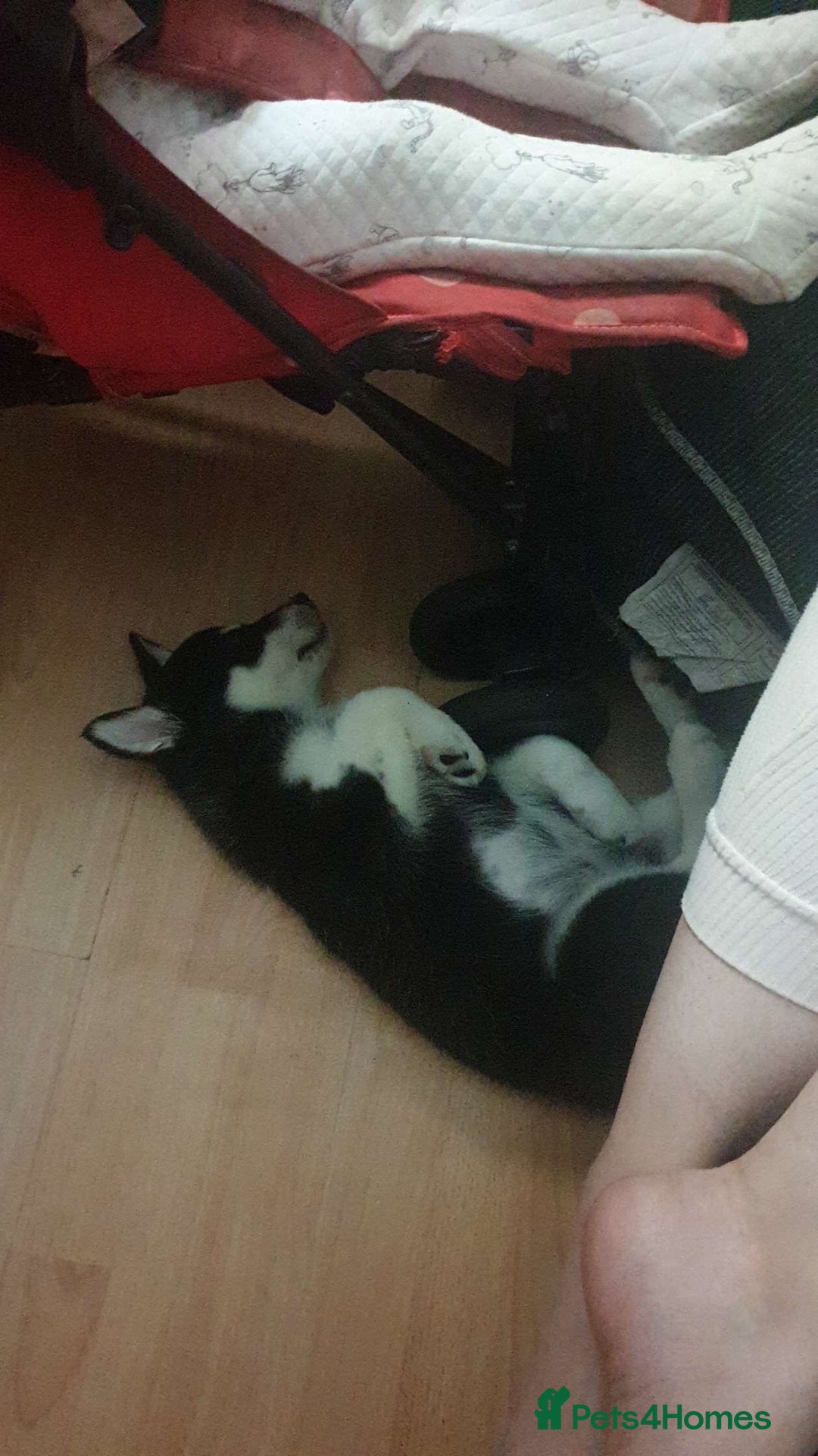 Siberian Husky dogs for sale: This is sparks  - Image 4