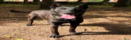 Belgian Shepherd Dog dogs for sale: Pure FCI Dutch Shepherd import  - Advert 4