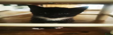 Mittens