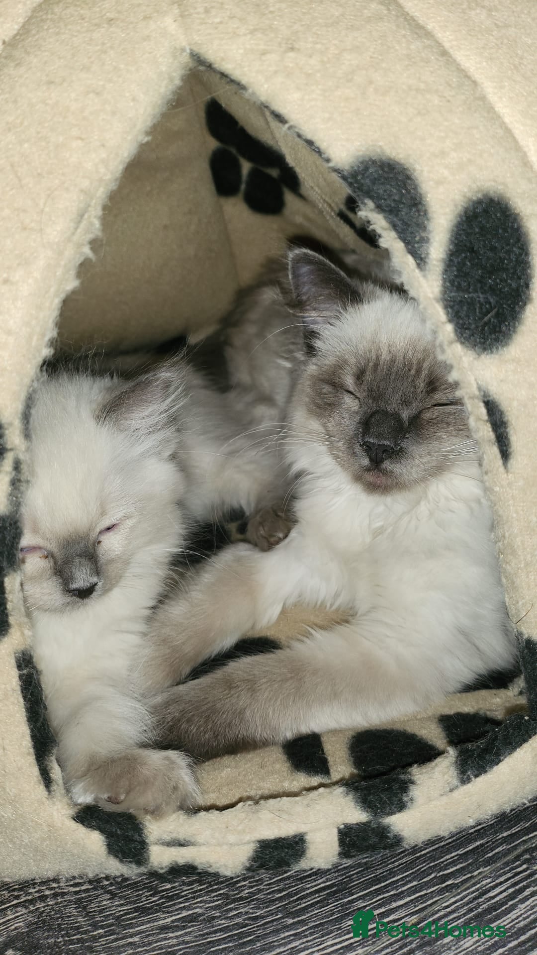 Ragdoll cats Bluepoint Ragdolls bonded pair - Advert 8