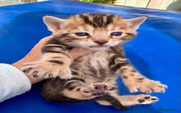 Keetso cats for sale: Stunning golden keetsos  - Image 25