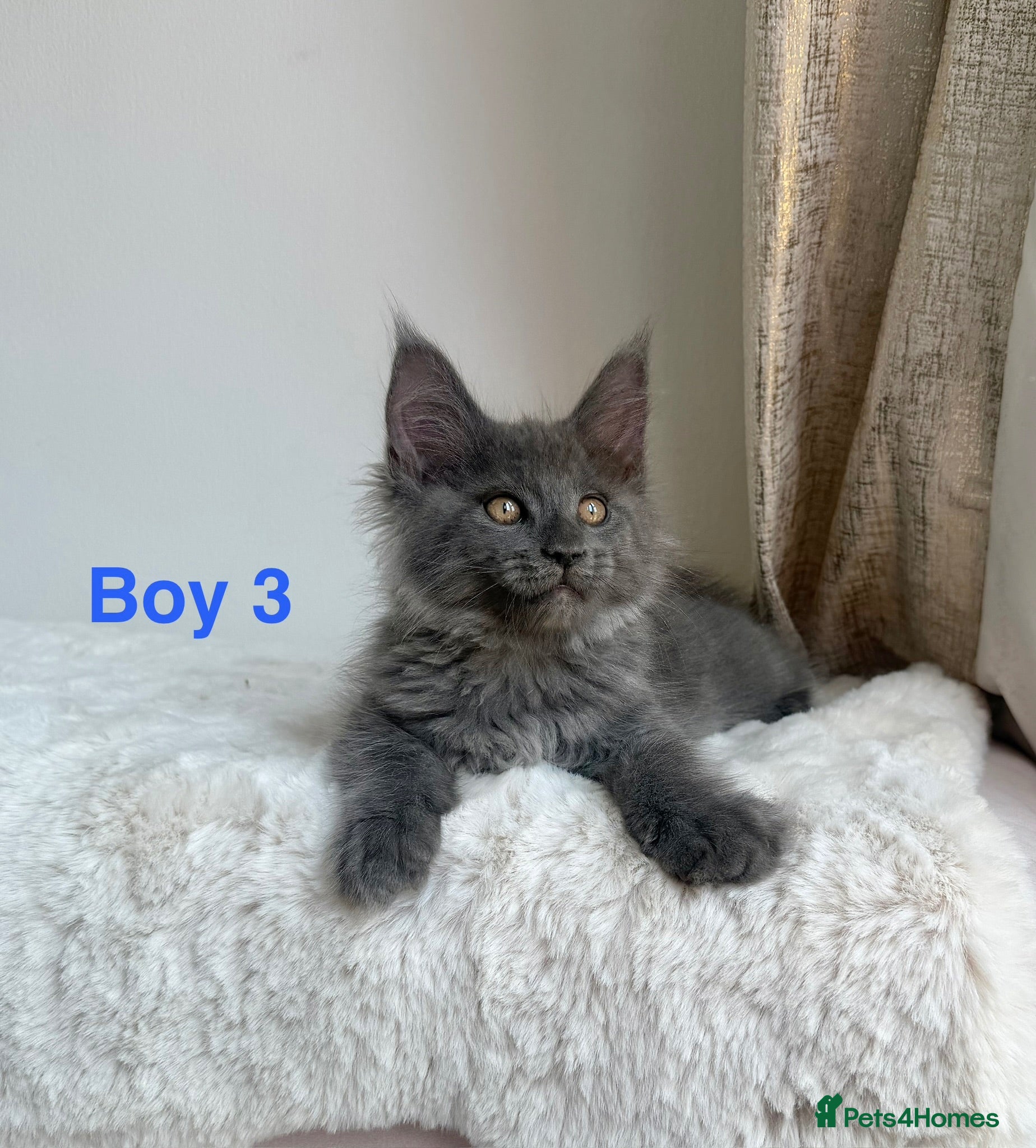 Maine Coon cats Only 2 left. SHOW QUALITY MAINE COON KITTENS  - Advert 1