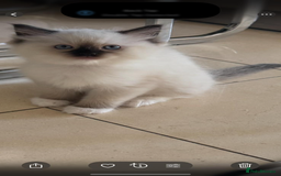 Ragdoll cats for sale: Stunning GCCF reg ragdoll kittens available now  - Image 25