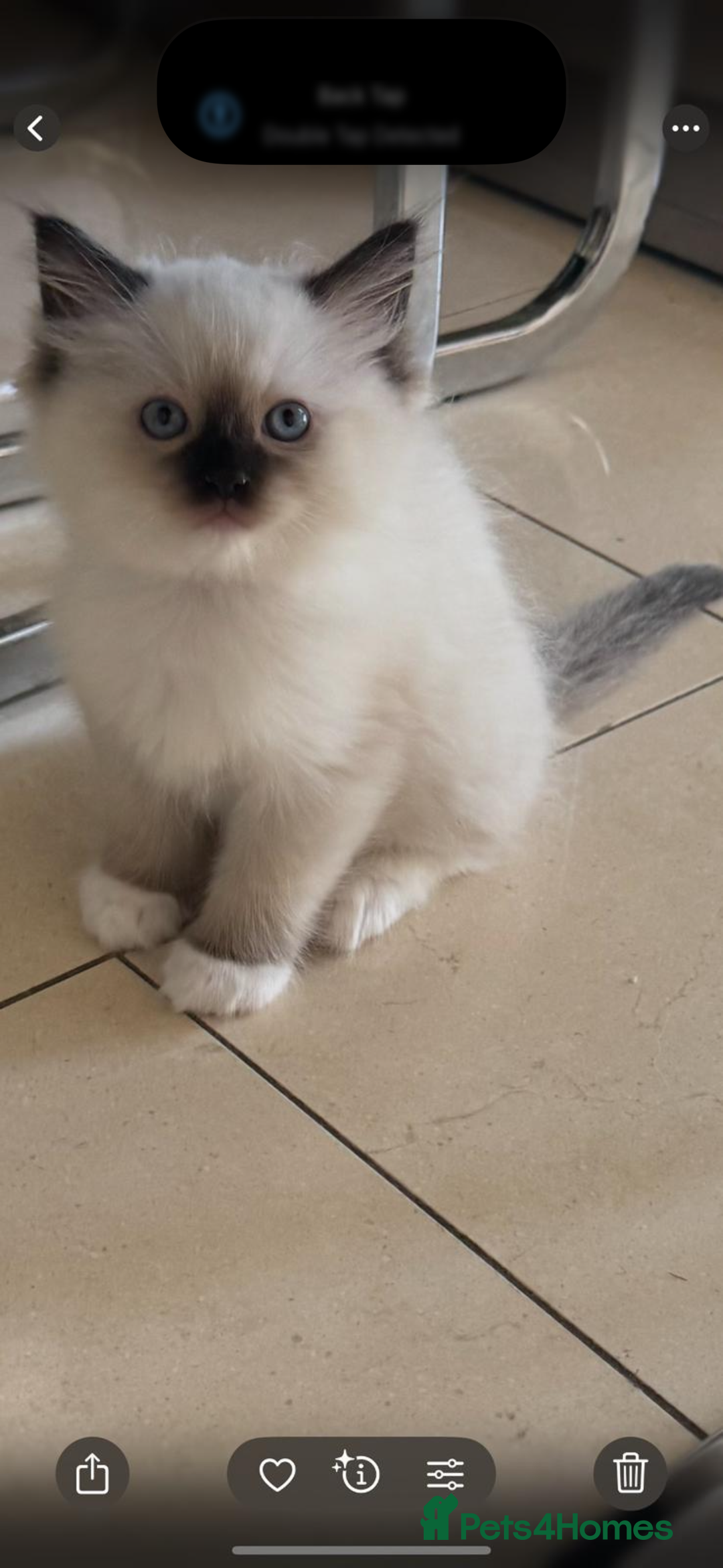 Ragdoll cats for sale: Stunning GCCF reg ragdoll kittens available now  - Image 25