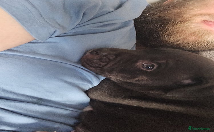 Staffordshire Bull Terrier dogs - Advert 2