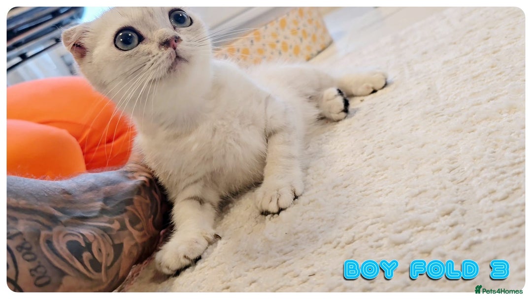 Scottish Fold cats for sale: Adorable scottish fold kittens - Image 12