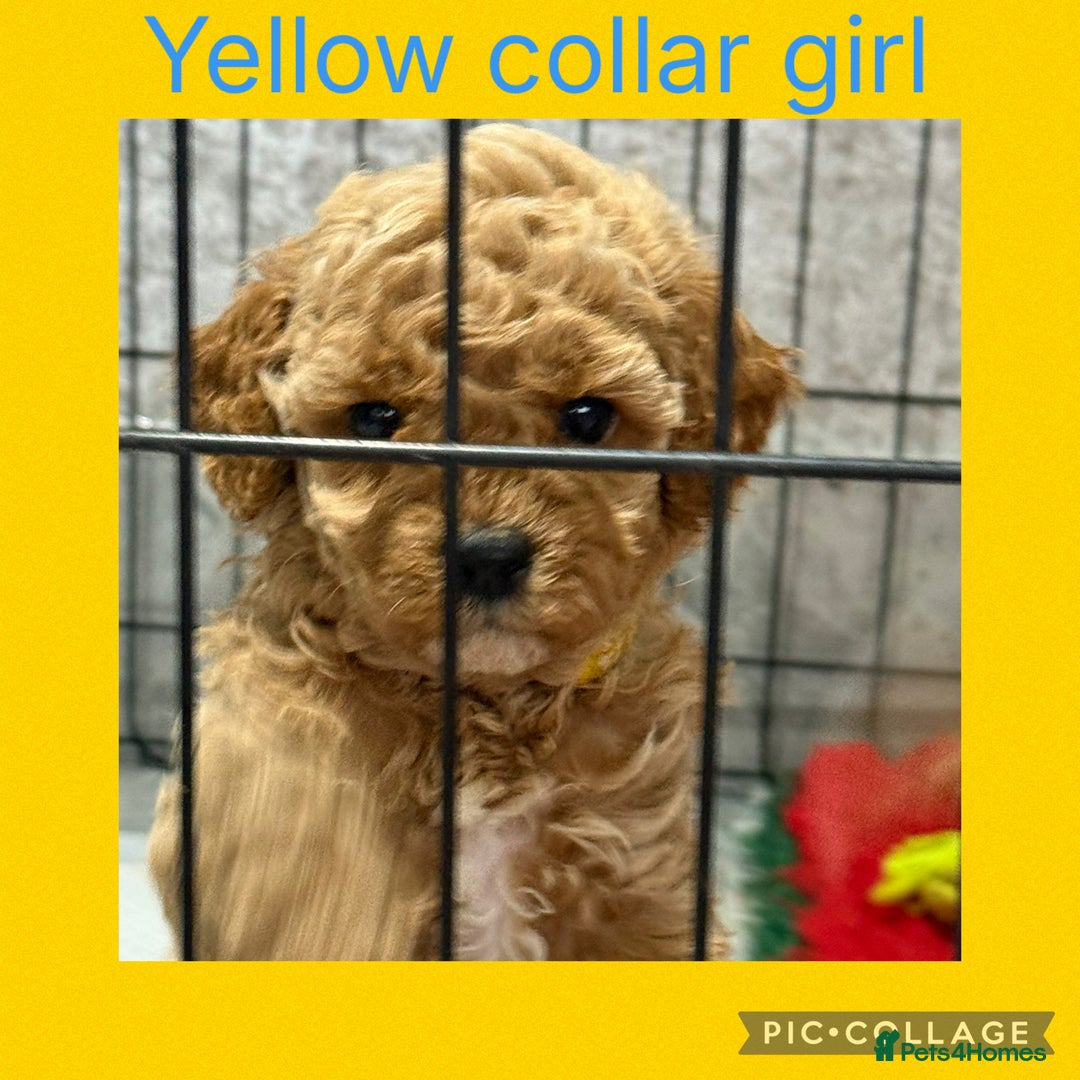 Cavapoo dogs for sale: 8 x cavapoo F1B puppies ready to leave  - Advert 13