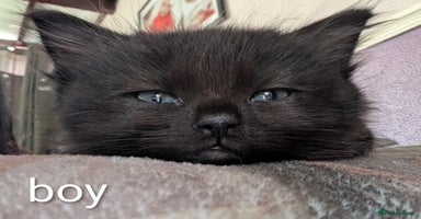 Ragdoll cats Ragdoll  - Advert 7