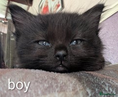 Ragdoll cats Ragdoll - Advert 7