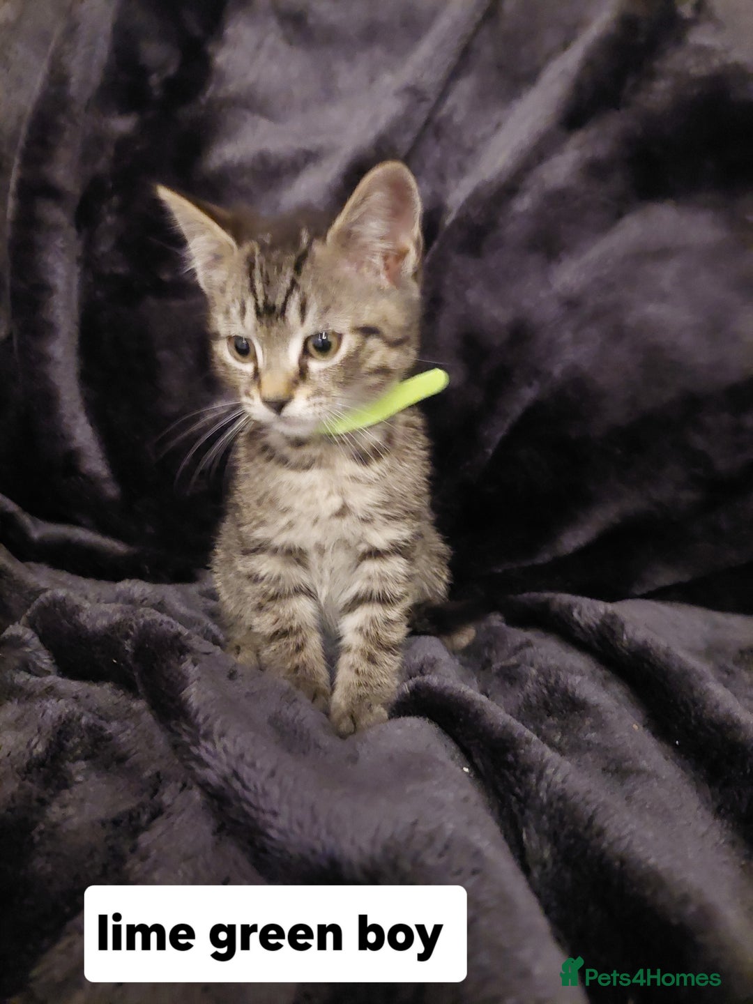 Mixed Breed cats for sale: Beautiful siver tabby kittens  - Image 11