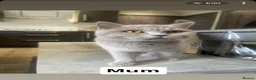 British Shorthair cats for sale: Stunning chunky British shorthair kittens  - Advert 11