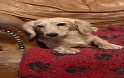 Miniature Dachshund dogs for stud: Long coat cream stud - Image 4