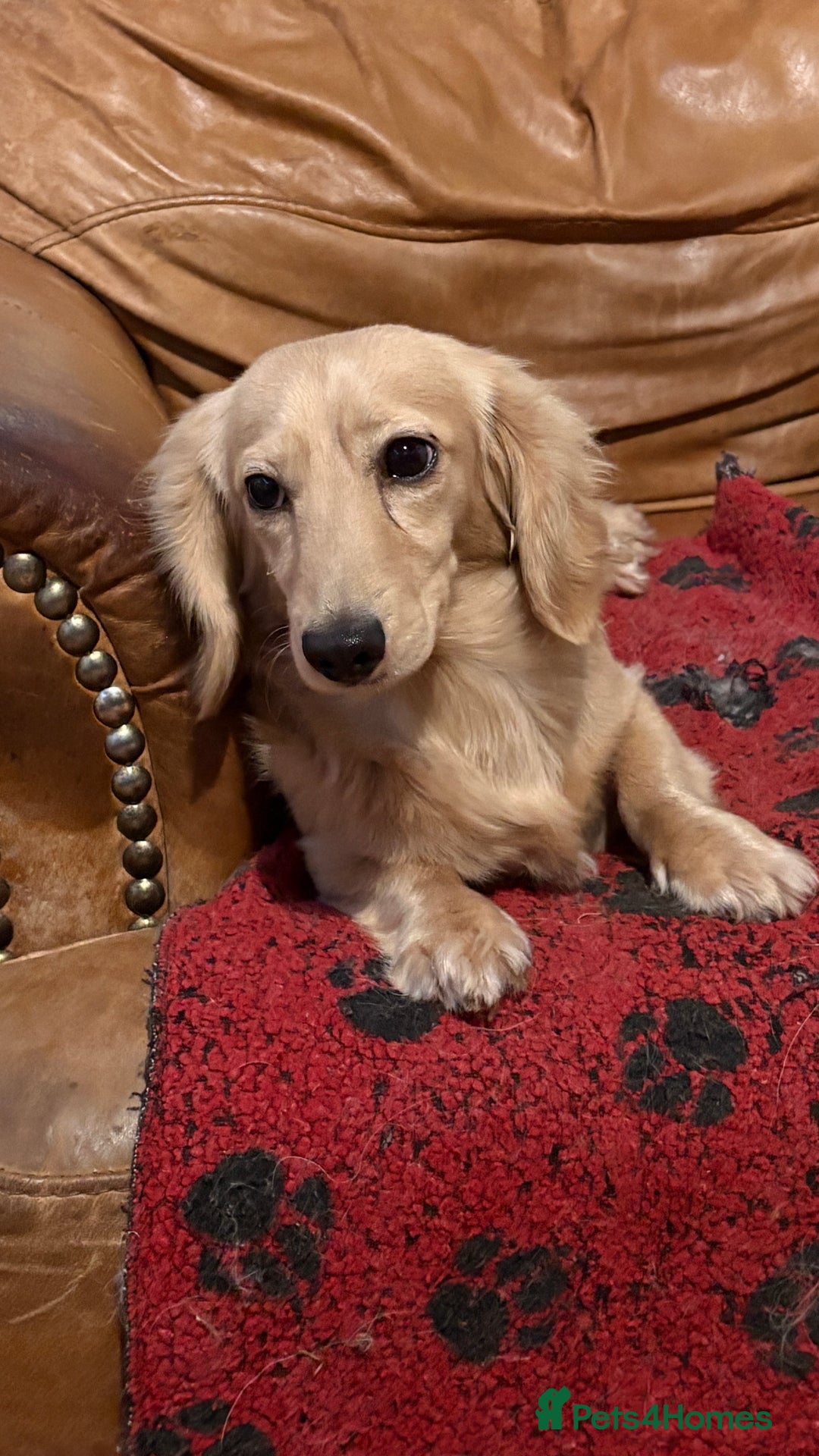 Miniature Dachshund dogs for stud: Long coat cream stud - Image 4