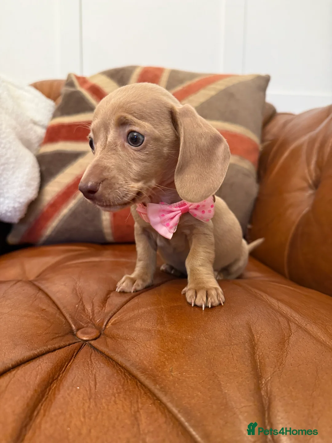 Miniature Dachshund dogs for sale: Stunning Pups 5 ⭐ Star Licensed 5 ⭐ Reviews!  - Advert 23