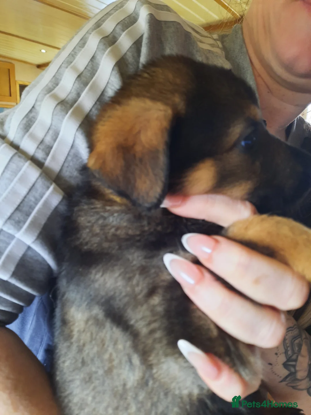 Mixed Breed dogs for sale: Rottweiler X German Shepherd Puppies  in Bristol - Advert 22