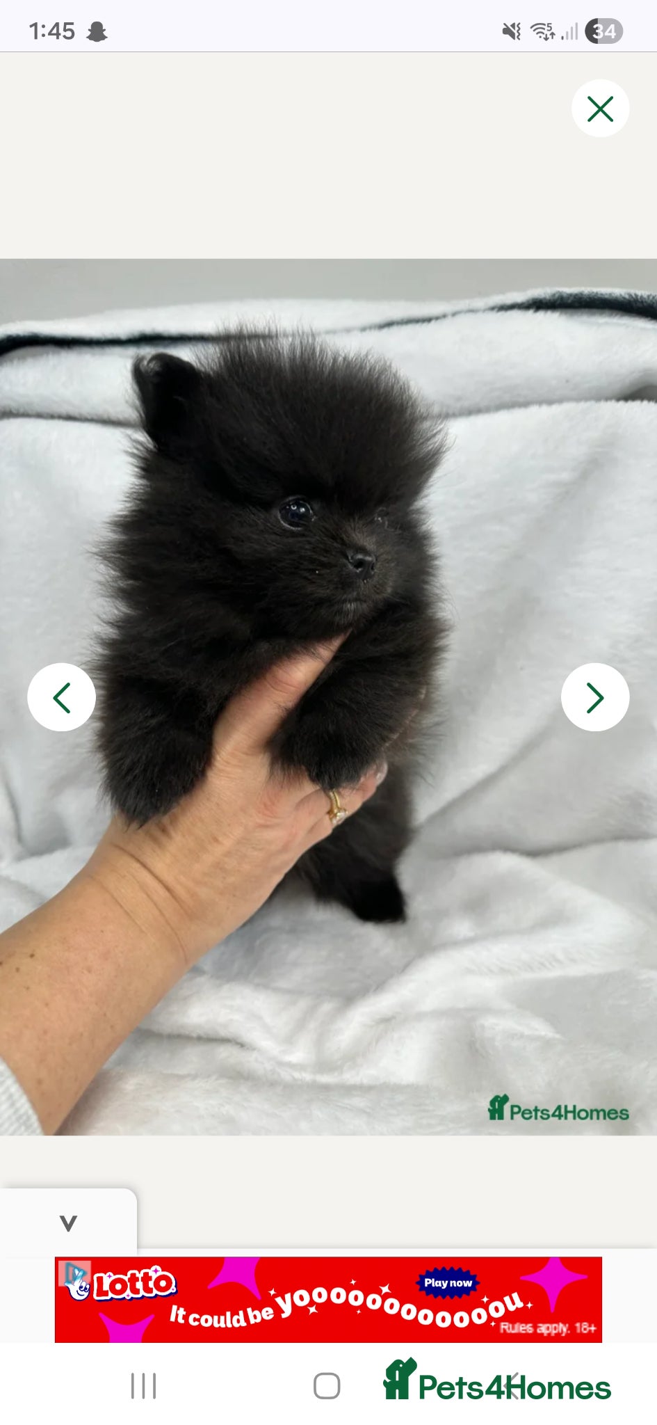 Pomeranian dogs 8 week old female black pomeranian - Advert 1