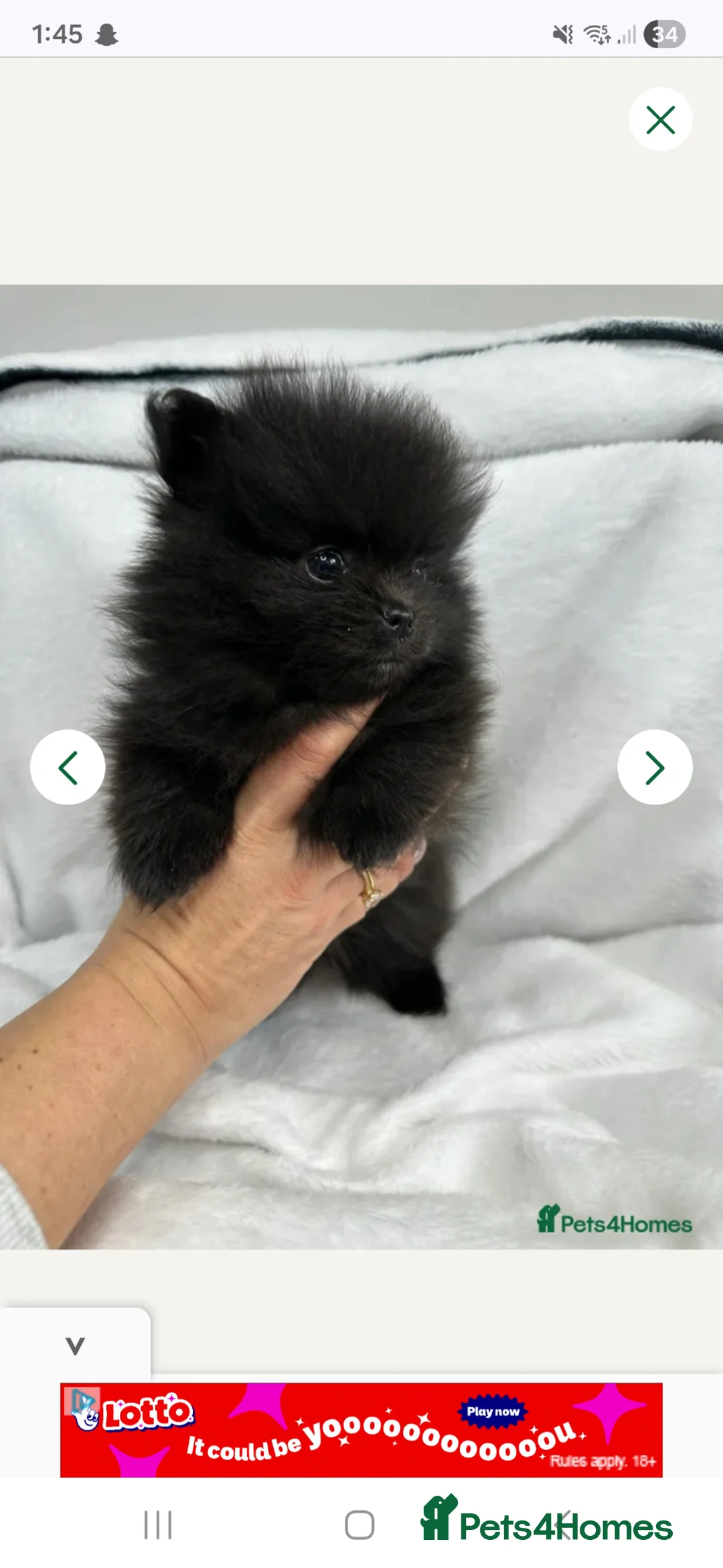 Pomeranian dogs for sale: 8 week old female black pomeranian in Manchester - Advert 1