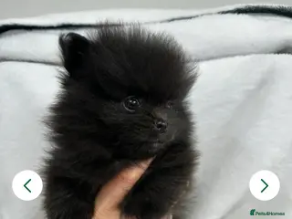 Pomeranian dogs 8 week old female black pomeranian - Advert 1