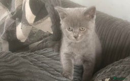 British Shorthair cats for sale: Beautiful litter of British blues  - Image 8