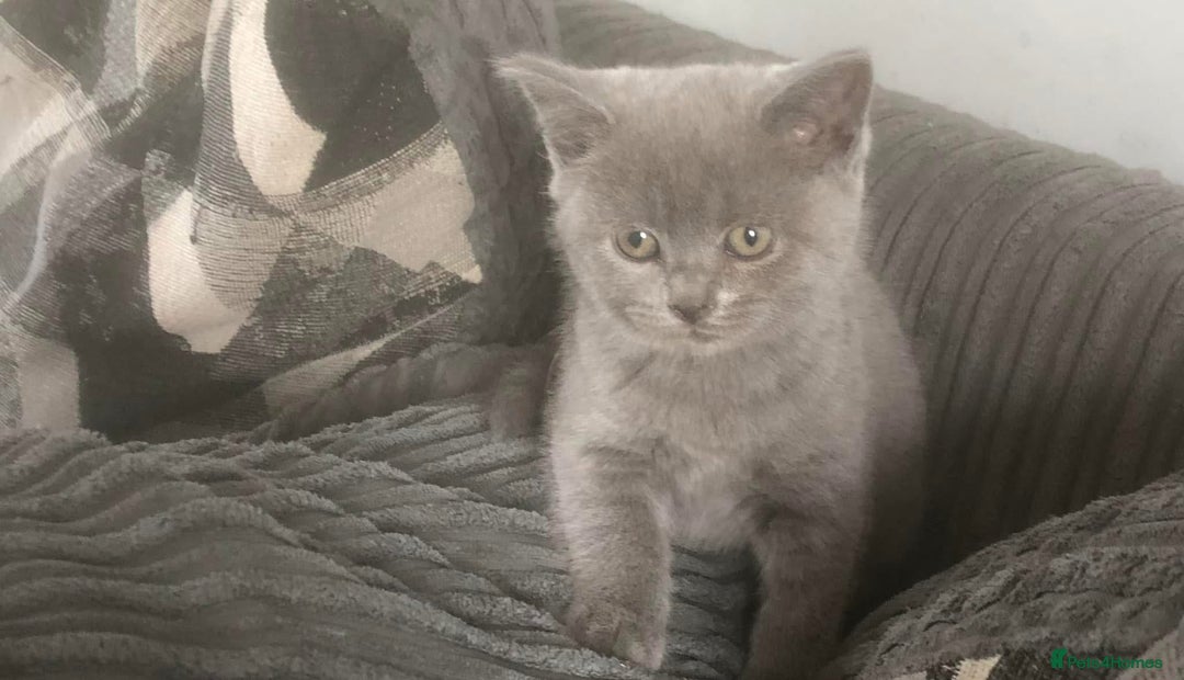 British Shorthair cats for sale: Beautiful litter of British blues  - Image 8
