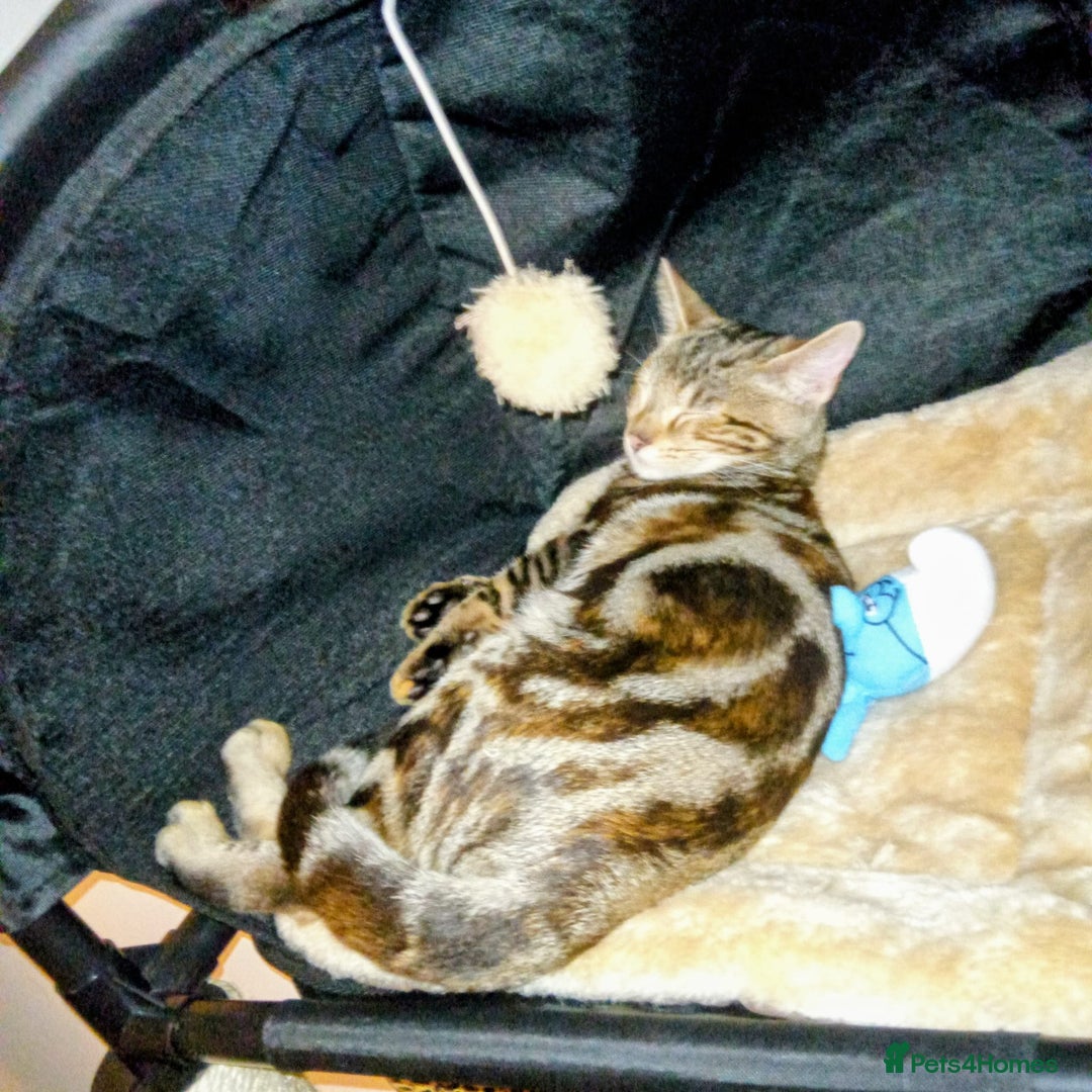 Mixed Breed cats for sale: Marble bengal cross - Advert 4