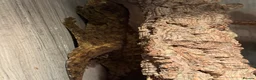 Lizard reptiles for sale: Dark Morph Baby Leachianus Geckos  Dark Morph  - Advert 7