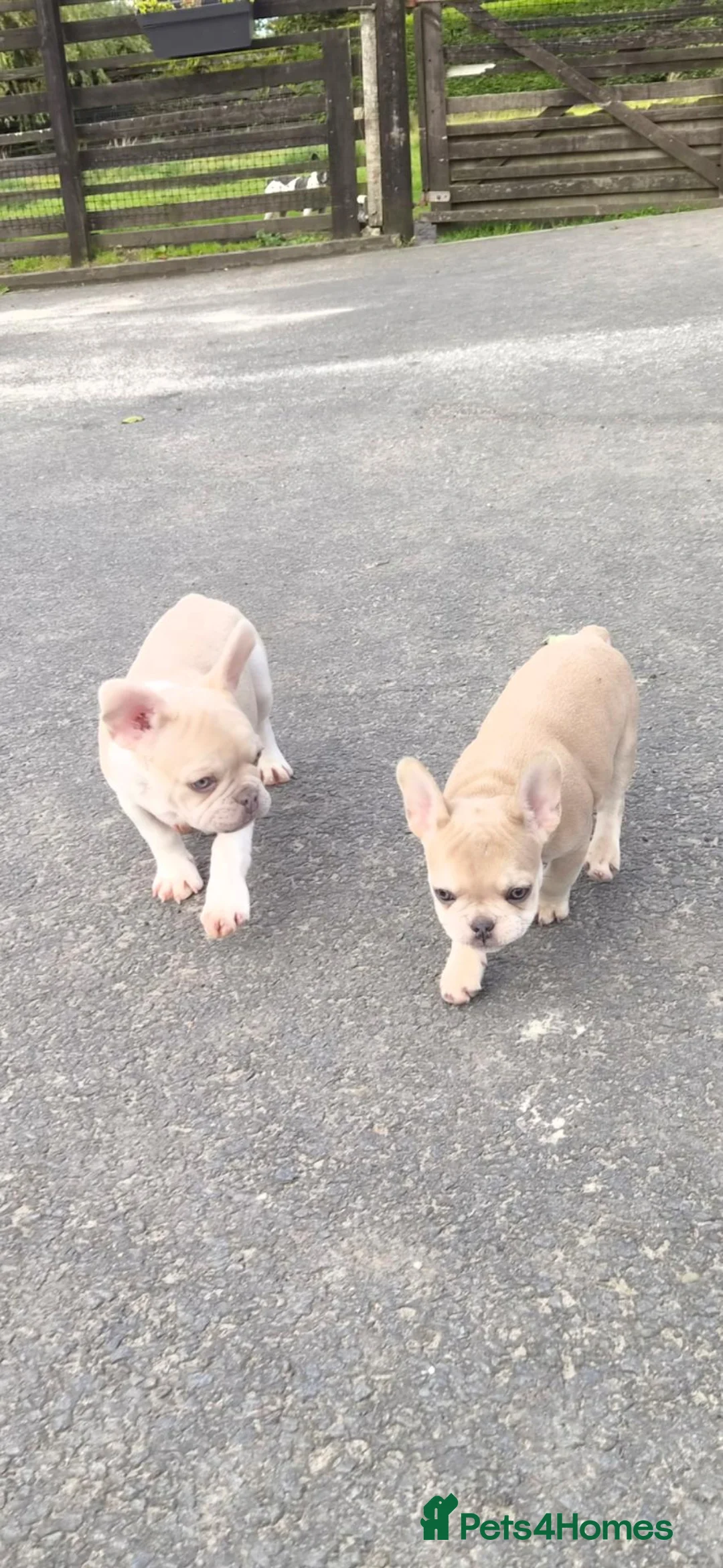 French Bulldog dogs for sale: French Bulldog KC Puppies - Advert 1