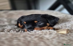 Rottweiler dogs for sale: Rottweiler Puppies – 3 Beautiful Girls Ready now! - Image 1