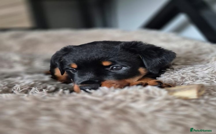 Rottweiler dogs - Advert 7