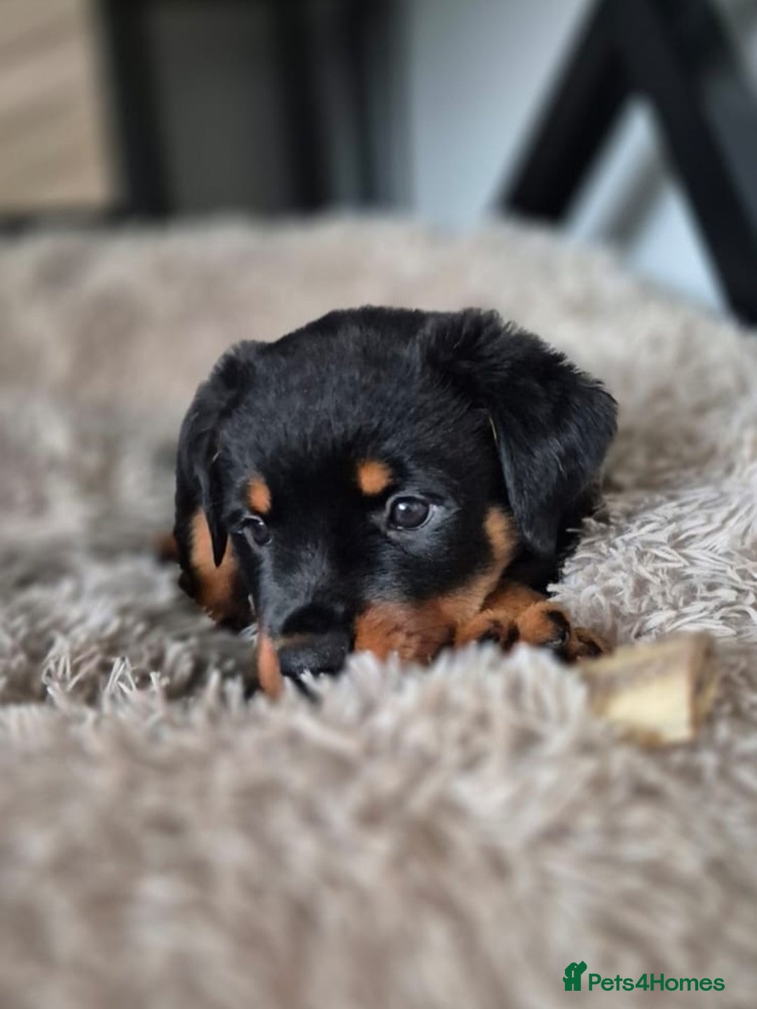 Rottweiler dogs for sale: Rottweiler Puppies – 3 Beautiful Girls Ready now! - Image 1