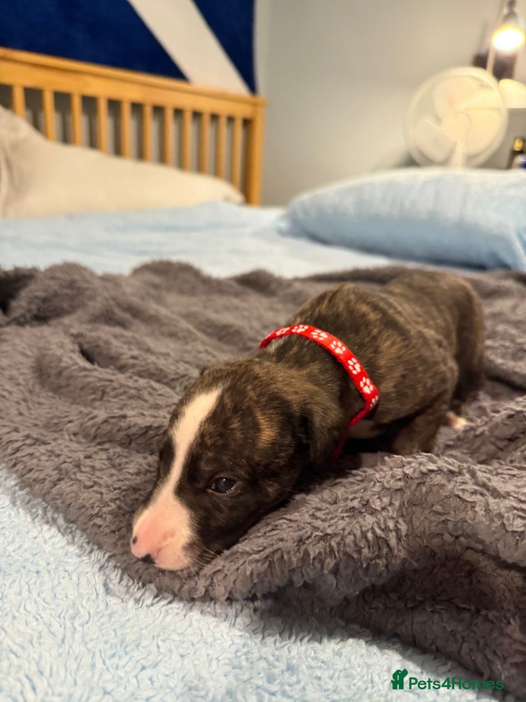 Whippet dogs for sale: 4 x 4 week old pups - Advert 10