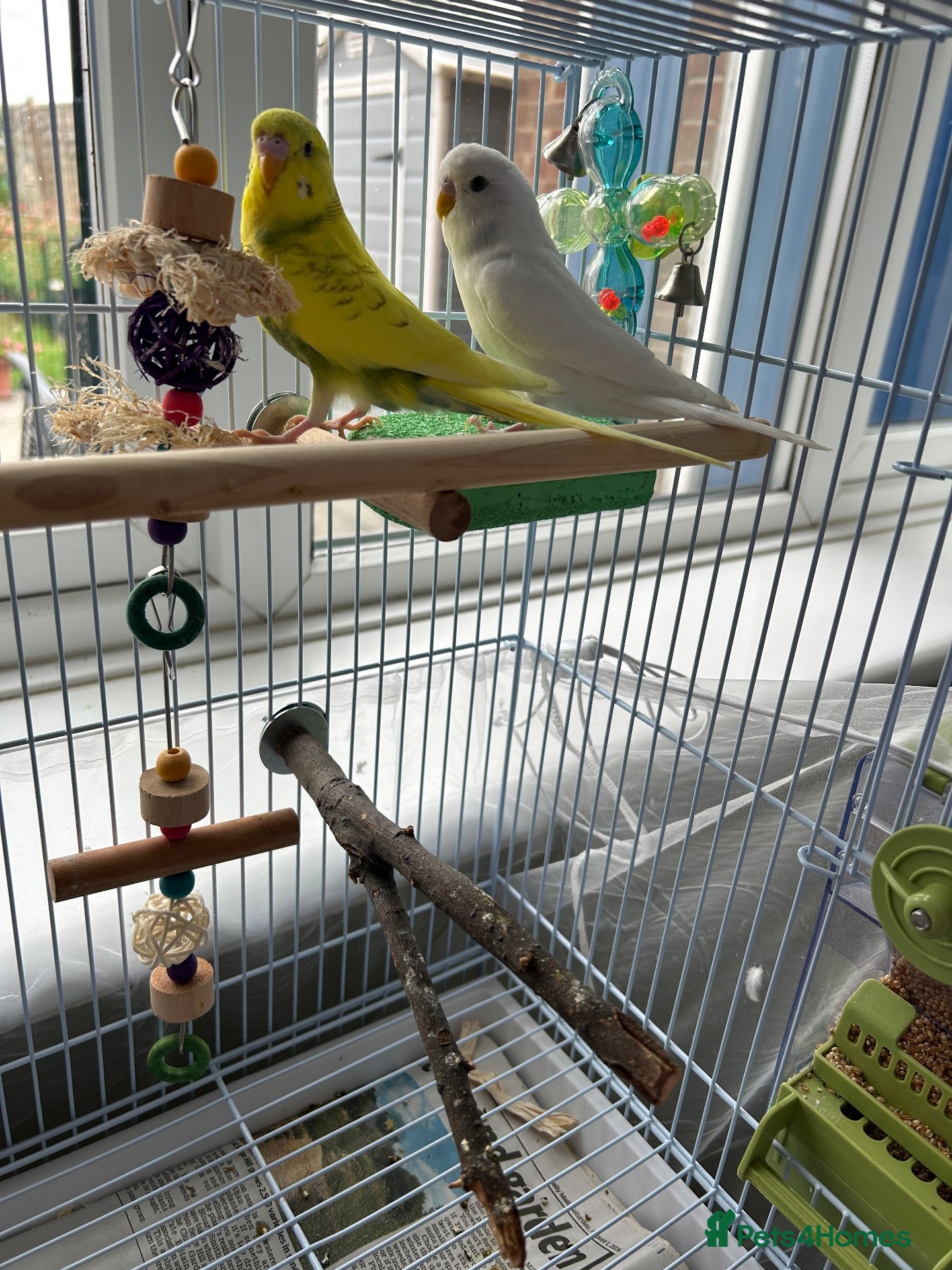 Budgerigars birds Two budgies  - Advert 2