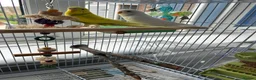 Budgerigars birds for sale: Two budgies  in Leighton Buzzard - Advert 2