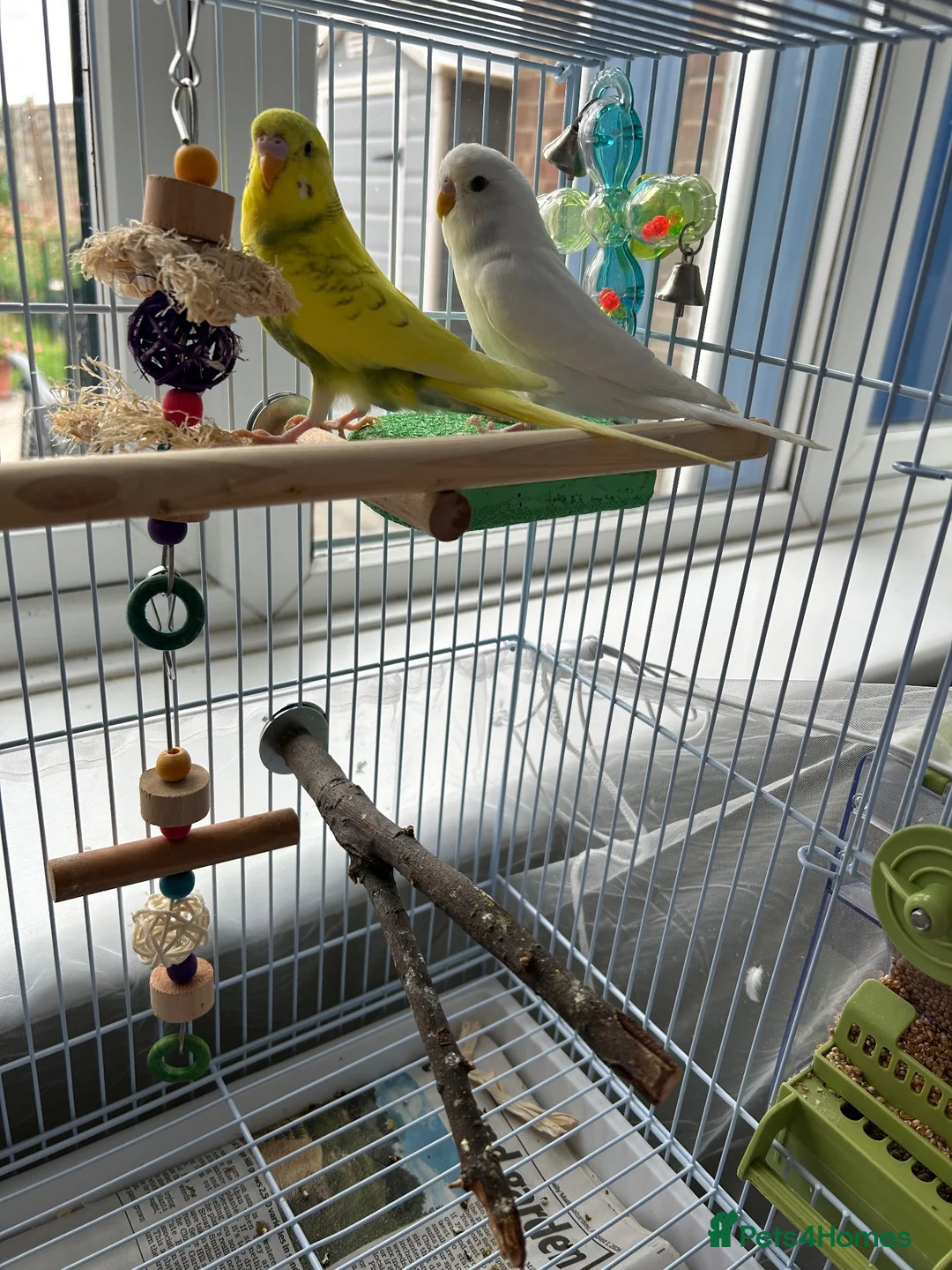 Budgerigars birds for sale: Two budgies  in Leighton Buzzard - Advert 2