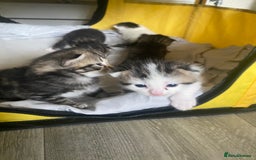 British Shorthair cats for sale: 4 kittens for sale  - Image 29
