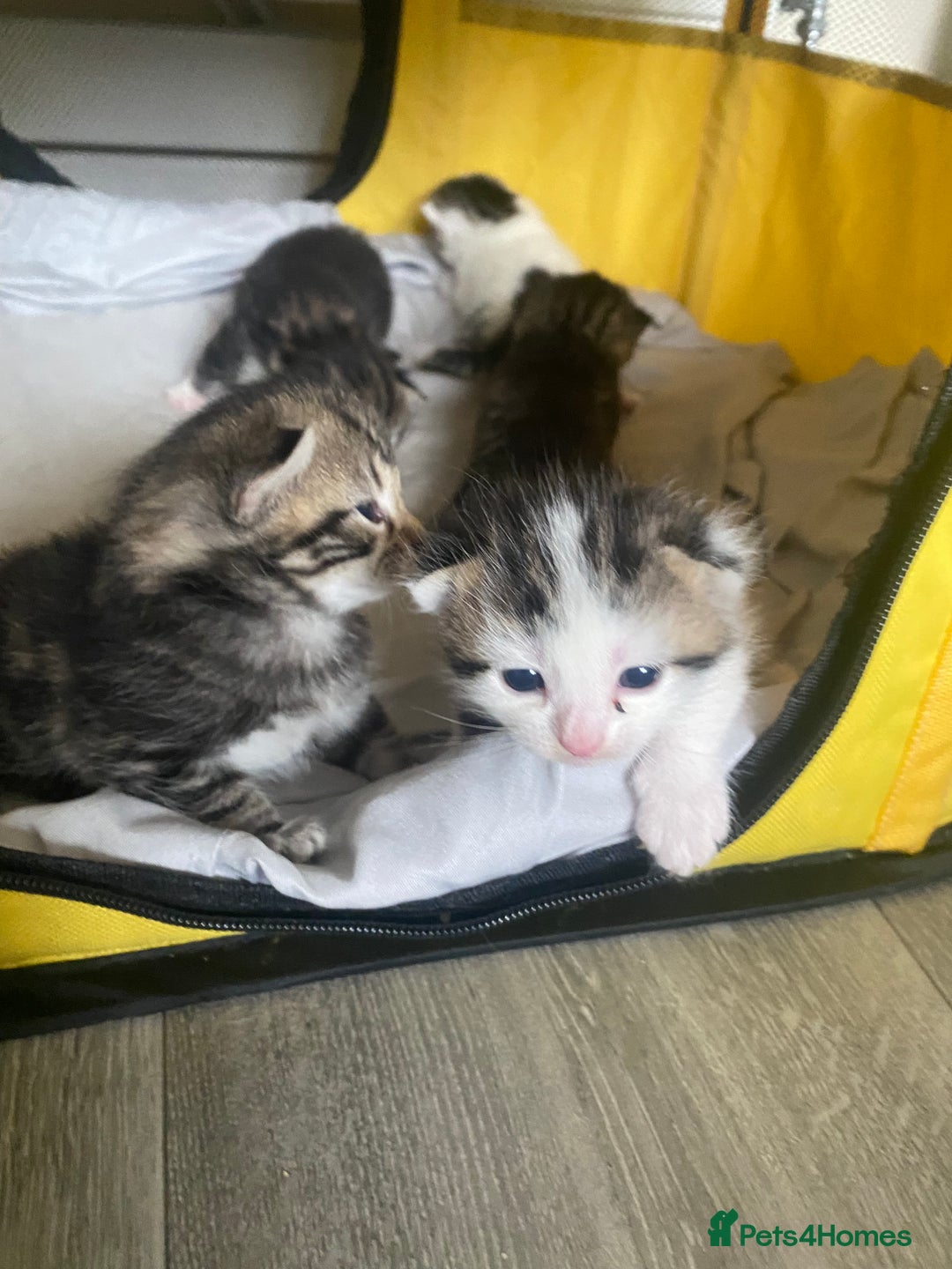 British Shorthair cats for sale: 4 kittens for sale  - Image 29