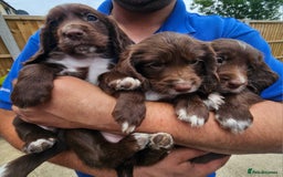 Sprocker dogs for sale: 2 black males !!! 😍 Beautifully marked sprocker! - Image 13
