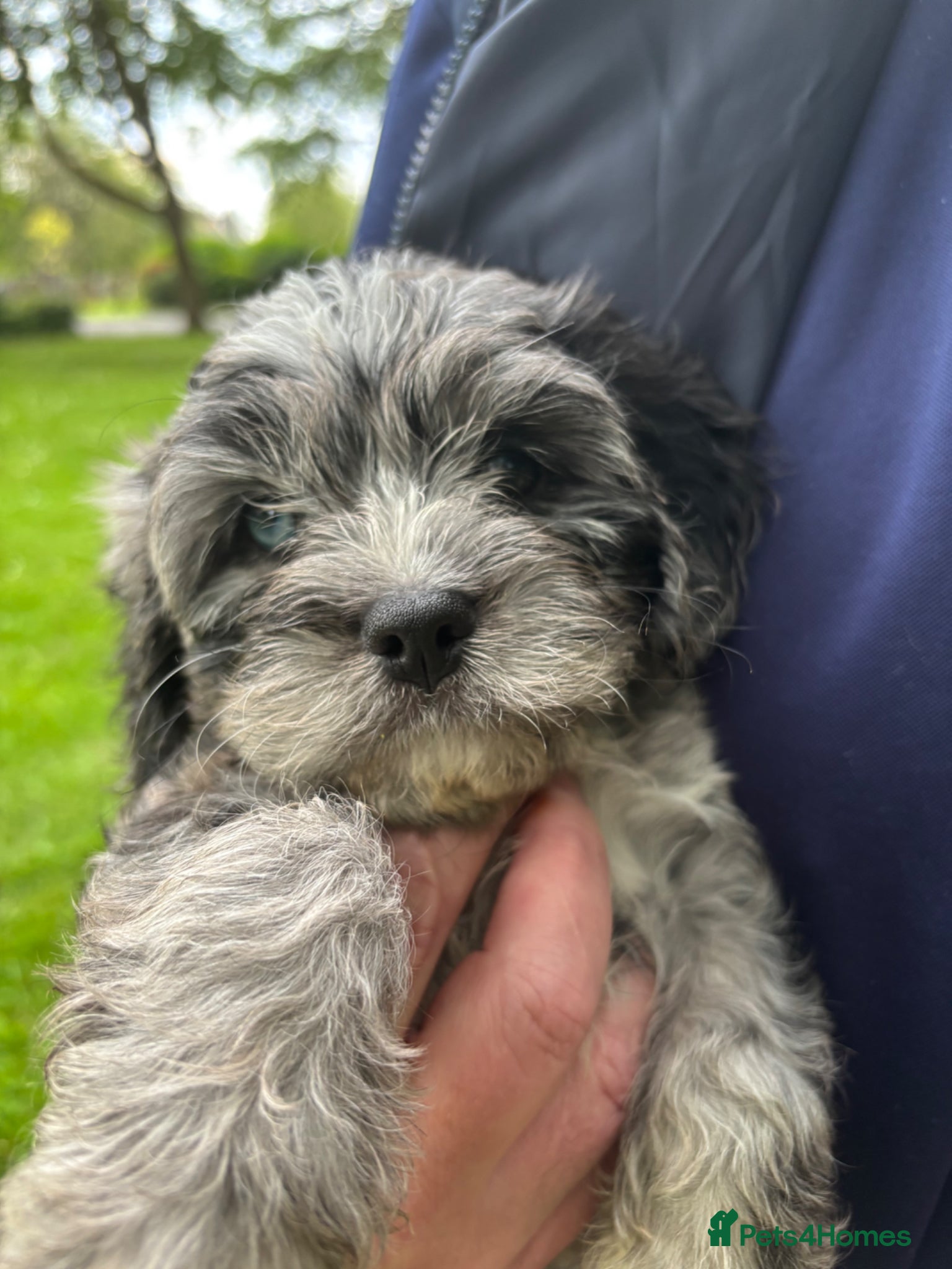 Cavapoo dogs Ready now, Cavapoo Rare Blue Merle  - Advert 2