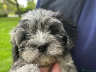 Cavapoo dogs Ready now, Cavapoo Rare Blue Merle - Advert 2