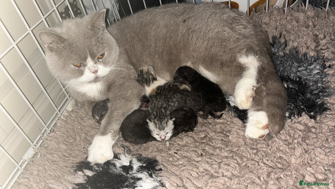 British Shorthair cats for sale: Gorgeous British shorthairs - Image 28